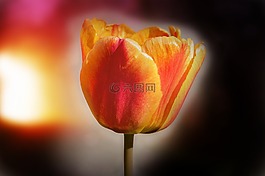 花,郁金香,開花