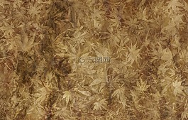 羊皮紙,紙,葉子