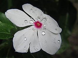 花,自然,水滴