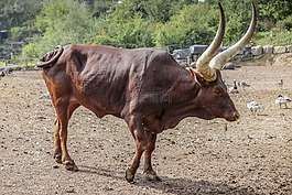 watusirund,角,牛肉