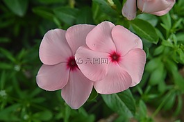 鮮花,自然,植物