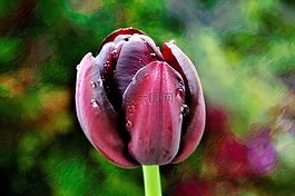郁金香,花,開花