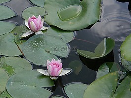 睡蓮,鮮花,池塘