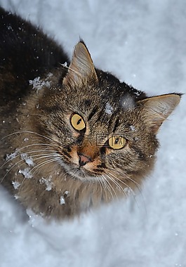 猫西伯利亚,动物,冬季