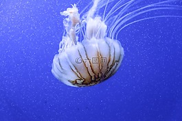 水母,水族館,藍(lán)色