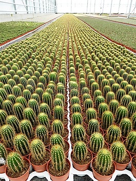 植物,仙人掌,刺