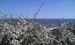 海,地平線,藍(lán)色