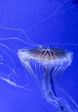 水母,水族館,藍(lán)色