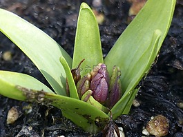 風(fēng)信子,春,花