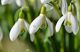 schneegloeckcken,春天,白