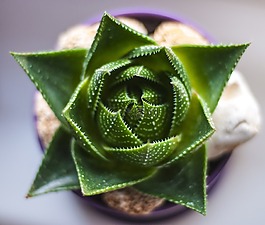 植物,綠色,花