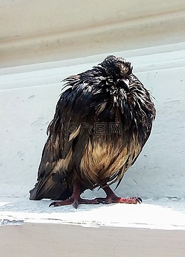 鳥(niǎo),性質(zhì),春天
