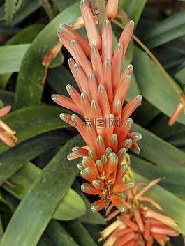 異國(guó)情調(diào),花,自然
