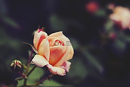 玫瑰,花,花瓣