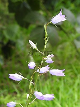 野生花卉,紫,小花朵