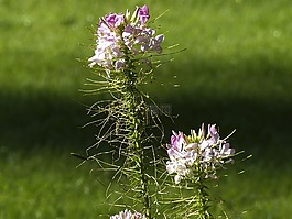 粉紅色,花,夏天