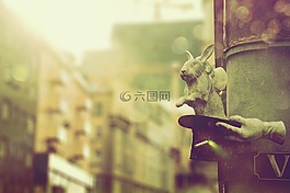 维也纳,兔子,帽子