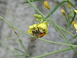 赫梅爾,昆蟲,開花