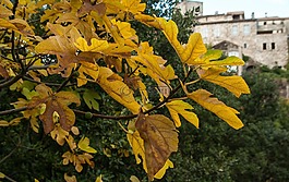 歡快,先鋒,無花果樹