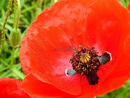 草地,花多,性質