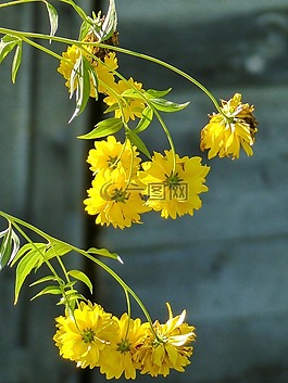 黃色,鮮花,群集