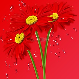 性質(zhì),瑪格麗特紅,雛菊
