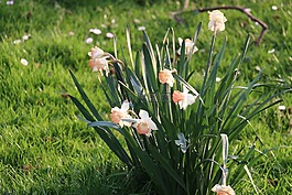 花,草地,綠色