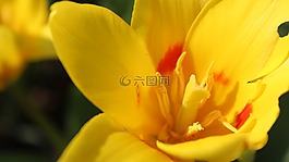 花,黃色,黃色的花