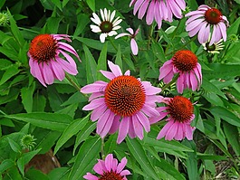松果菊,花,草藥花