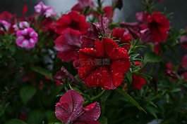 花卉,植物,花園