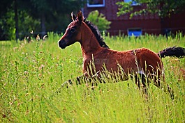 馬,駒,純種阿拉伯