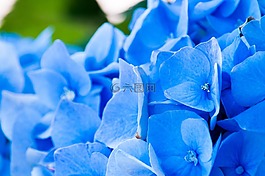 鮮花,繡球,花瓣