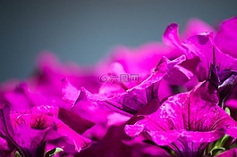 鮮花,花瓣,綠色