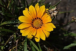 性質(zhì),植物,花