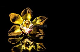 開花,關閉,蘭花