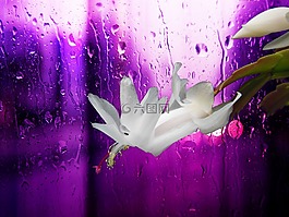 圣誕仙人掌,白,開花