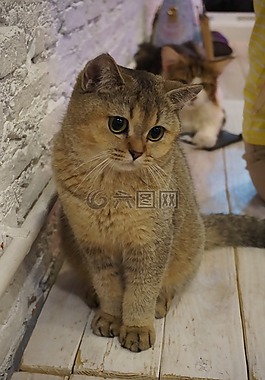 英國短毛貓,貓,寵物