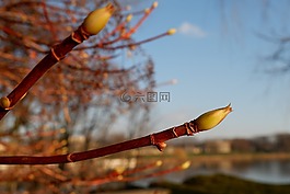 樹,春天,性質(zhì)