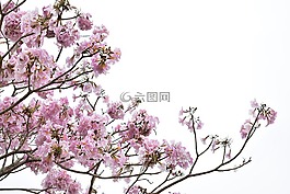 鮮花,春,性質(zhì)