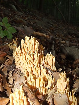 蘑菇,森林,性質(zhì)