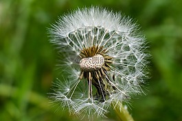 蒲公英,性質(zhì),植物