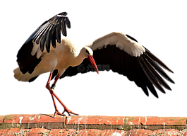 鸛,鳥,飛