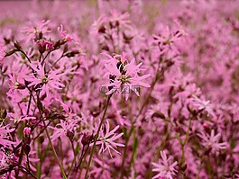 花,開花,盛開