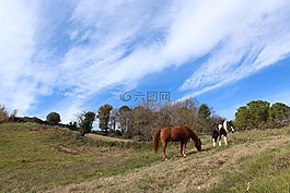 馬,動物,字段