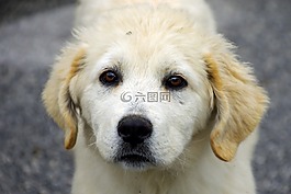 狗,馬雷瑪,牧羊犬