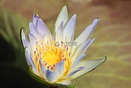 百合,花,花的