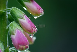 性質(zhì),花,植物