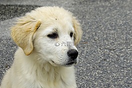 狗,马雷玛,牧羊犬