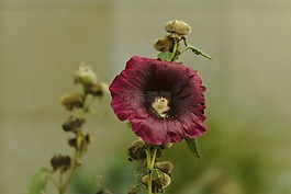 性質(zhì),花,植物