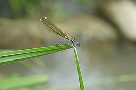 蜻蜓,昆蟲,宏